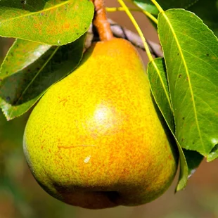 Hruška ‘Doyenné du Comice‘, na špaliéri 140/150 cm, v črepníku Pyrus com. Doyenné du Comice
