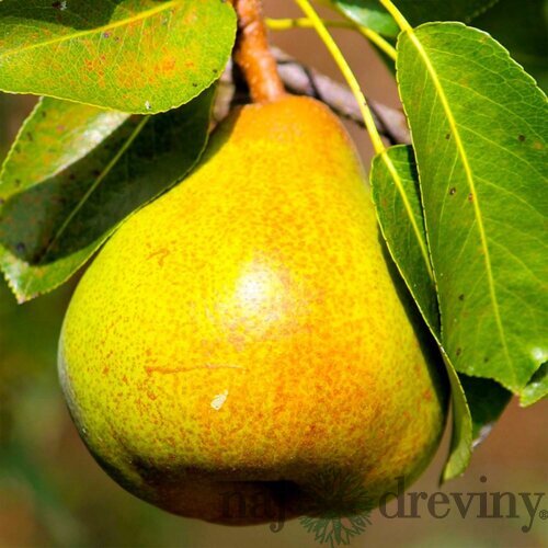 Hruška ‘Doyenné du Comice‘, na špaliéri 140/150 cm, v črepníku Pyrus com. Doyenné du Comice