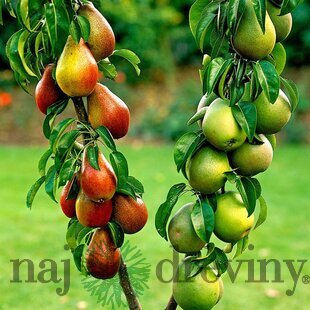 Hruška ‘Duopeer‘, výška 180/200 cm, v črepníku P24 Pyrus communis ‘Duopeer‘