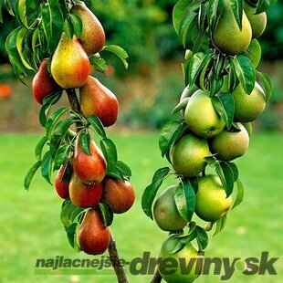 Hruška ‘Duopeer‘, výška 180/200 cm, v črepníku P24 Pyrus communis ‘Duopeer‘