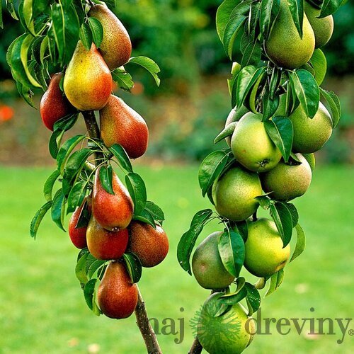 Hruška ‘Duopeer‘, výška 180/200 cm, v črepníku P24 Pyrus communis ‘Duopeer‘