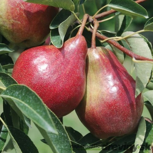 Hruška General Leclerc, výška 100/150 cm, v črepníku, podpník Dula S1 Pyrus communis Leclerc