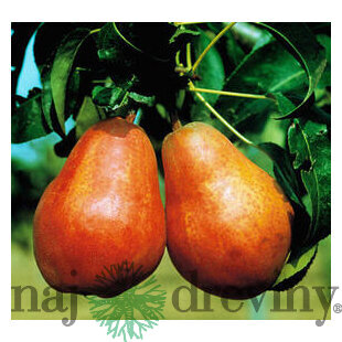 Hruška ISOLDA, výška 140/180 cm, letná, podpník Dula S1, voľnokorenná Pyrus communis ISOLDA