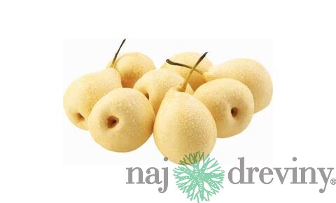 Hruška japonská Tse-Lii (Nashi), výška 100/150 cm, v črepníku, podpník Dula S4 Pyrus pyrifolia Tse-Lii
