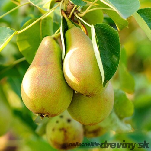 Hruška Konference výška 200/250 cm obvod 8/10 cm, už rodiaca v črepníku, podpník Dula S5 Pyrus Communis Conference