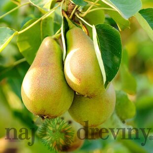 Hruška Konference výška 200/250 cm obvod 8/10 cm, už rodiaca v črepníku, podpník Dula S5 Pyrus Communis Conference