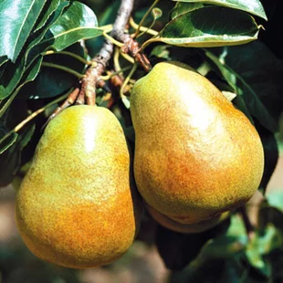 Hruška ´LUCASOVA´, zimná, výška 160/180  cm, podpník Dula S1, v črepníku Pyrus communis LUCAS
