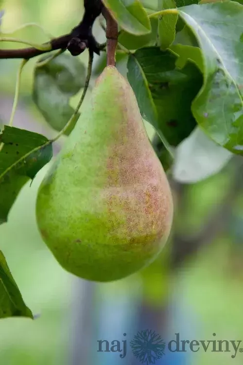 Hruška obyčajná Carola, výška 140/180 cm, jesenná, podpník Dula S1, voľnokorenná Pyrus communis Carola