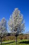 Hruška okrasná ‘Chanticleer‘ na kmienku výška 250/300+, v črepníku Pyrus Chanticleer