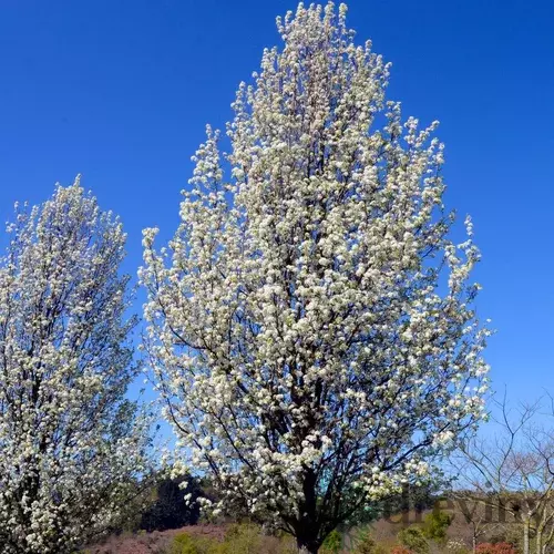 Hruška okrasná ‘Chanticleer‘ na kmienku výška 250/300+, v črepníku Pyrus Chanticleer