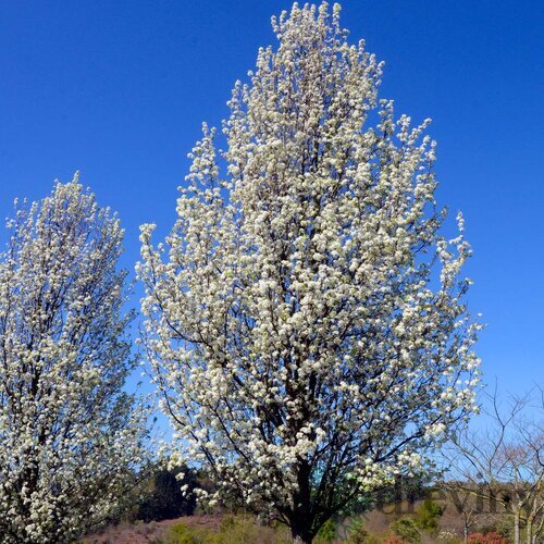 Hruška okrasná ‘Chanticleer‘ na kmienku výška 250/300+, v črepníku Pyrus Chanticleer