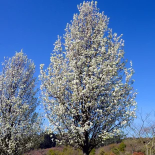 Hruška okrasná ‘Chanticleer‘ na kmienku výška 250/300+, v črepníku Pyrus Chanticleer