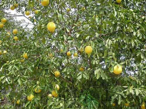 Hruška okrasná Pendula kmienok 220 cm, celková výška 250 cm+, obvod kmienka 8 - 10 cm, v črepníku Pyrus salicifolia Pendula