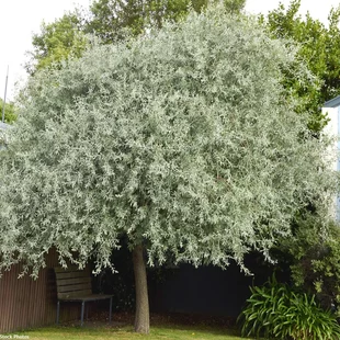 Hruška okrasná Pendula kmienok 220 cm, celková výška 250 cm+, obvod kmienka 8 - 10 cm, v črepníku Pyrus salicifolia Pendula