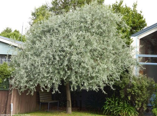 Hruška okrasná Pendula kmienok 220 cm, celková výška 250 cm+, obvod kmienka 8 - 10 cm, v črepníku Pyrus salicifolia Pendula