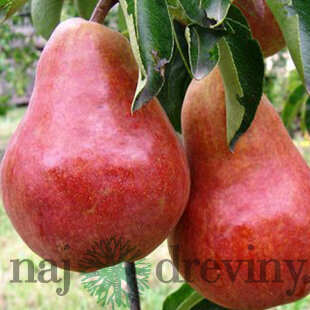 Hruška RED BONKRETA, výška 140/180 cm, letná, podpník Hruška Kaukazská, voľnokorenná Pyrus communis RED BONKRETA WILLIAMSA