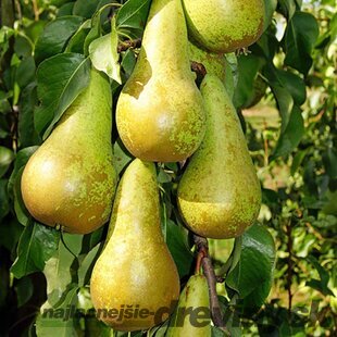 Hruška San Pietro výška 200/250 cm obvod 8/10 cm, už rodiaca v črepníku, podpník Dula S5 Pyrus Communis