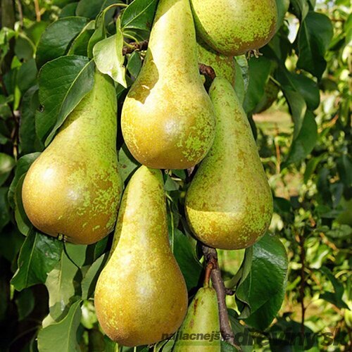 Hruška San Pietro výška 200/250 cm obvod 8/10 cm, už rodiaca v črepníku, podpník Dula S5 Pyrus Communis