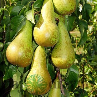 Hruška San Pietro výška 200/250 cm obvod 8/10 cm, už rodiaca v črepníku, podpník Dula S5 Pyrus Communis