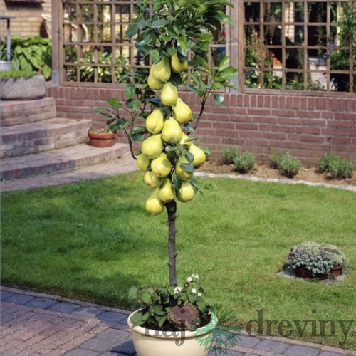 Hruška stlpovitá, voľnokorenná 1-ročná Pyrus communis