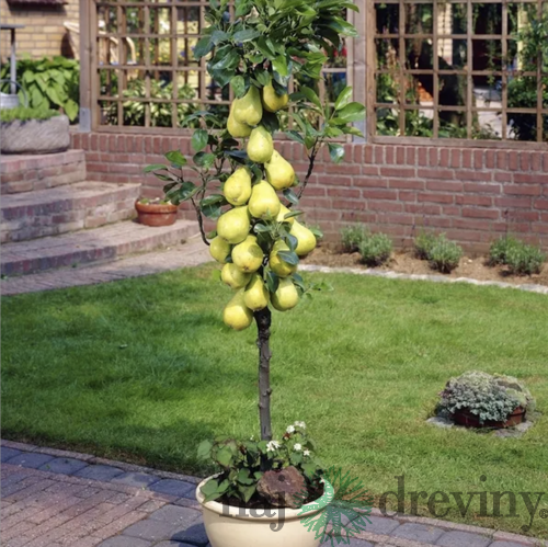 Hruška stlpovitá, voľnokorenná 1-ročná Pyrus communis