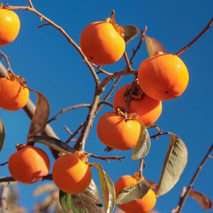 Hurmi-kaki NIKITA‘S GIFT 120/180 cm (Ebenovník Paradajkaový-Božské ovocie), voľnokorenný Diospyros kaki NIKITA‘S GIFT