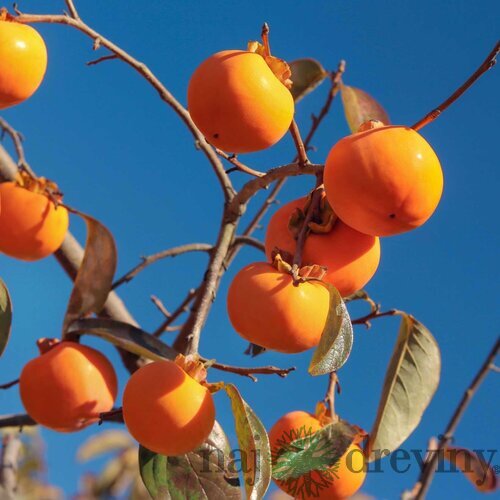 Hurmi-kaki NIKITA‘S GIFT 120/180 cm (Ebenovník Paradajkaový-Božské ovocie), voľnokorenný Diospyros kaki NIKITA‘S GIFT