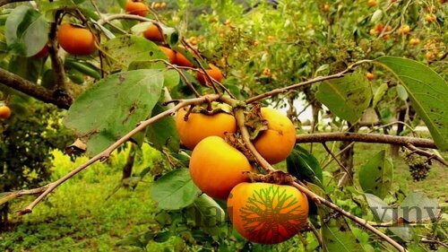 Hurmi-kaki TIPO 120/180 cm (Ebenovník Paradajkaový-Božské ovocie), voľnokorenný Diospyros kaki TIPO