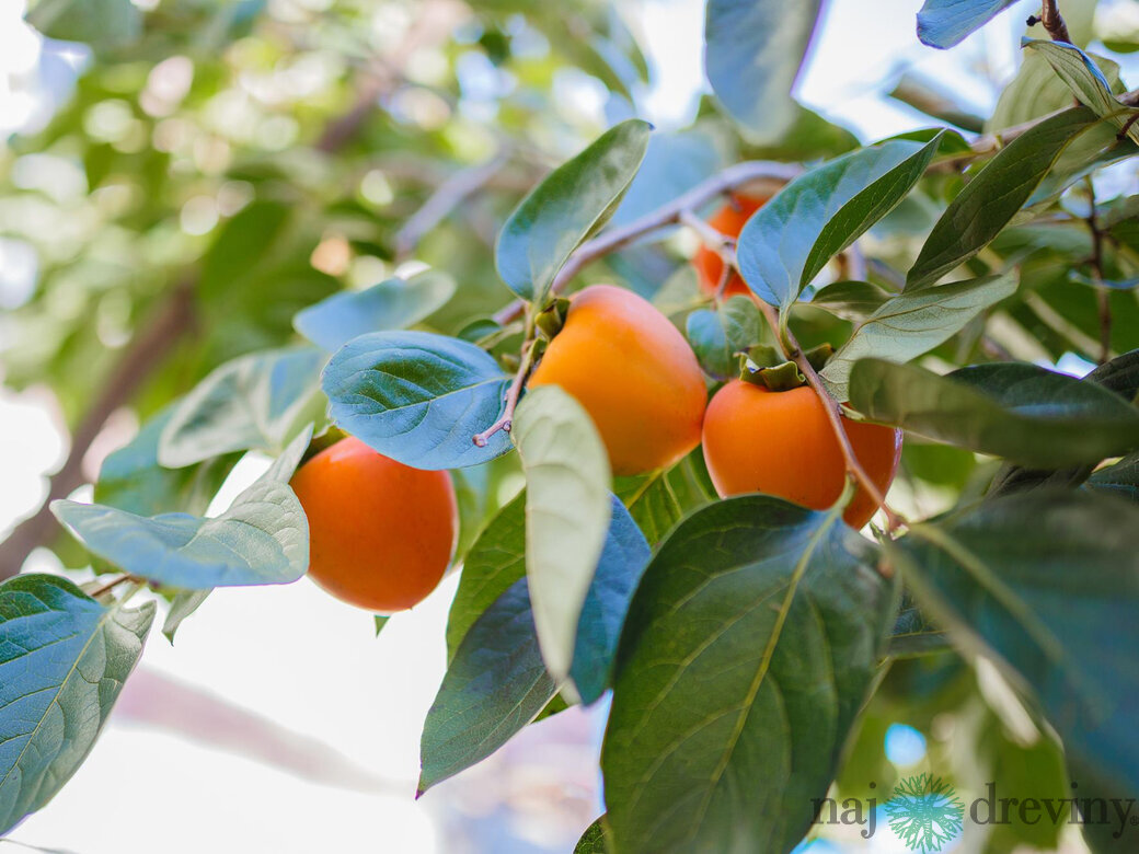 Hurmikaki - okrasný a úžitkový strom