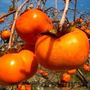 Hurmikaki VANIGLIA 120/160 cm, obvod 6/8 cm, v črepníku Diospyros kaki VANIGLIA