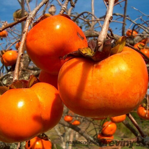 Hurmikaki VANIGLIA 120/160 cm, obvod 6/8 cm, v črepníku Diospyros kaki VANIGLIA