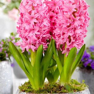 Hyacint Blue Jacket, v črepníku 3l HYACINTH PINK PEARL