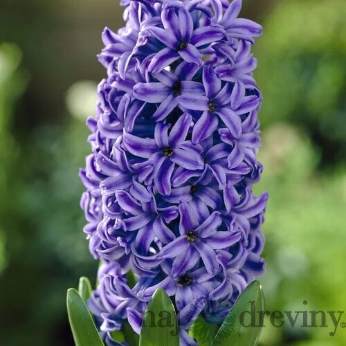 Hyacint ´Pink Pearl´, v črepníku 3l HYACINTH BLUE JACKET