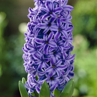 Hyacint ´Pink Pearl´, v črepníku 3l HYACINTH BLUE JACKET