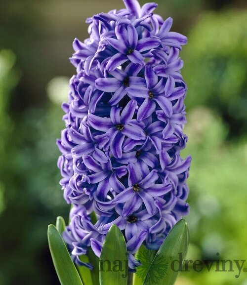 Hyacint ´Pink Pearl´, v črepníku 3l HYACINTH BLUE JACKET
