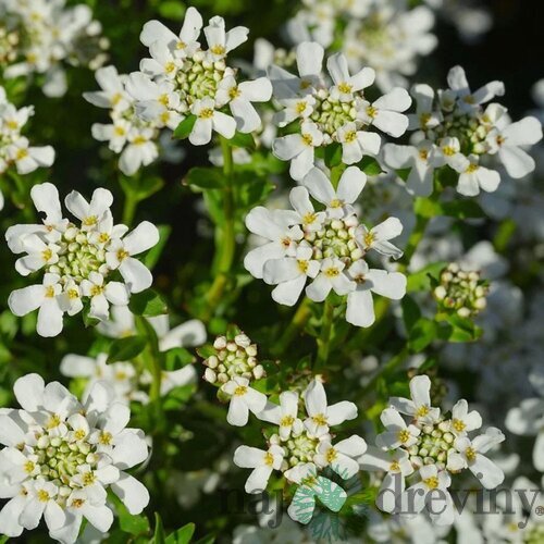 Iberka vždyzelená Appen-Etz, výška 20/40cm, v črepníku Iberis sempervirens