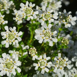 Iberka vždyzelená Appen-Etz, výška 20/40cm, v črepníku Iberis sempervirens