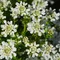 Iberka vždyzelená Appen-Etz, výška 20/40cm, v črepníku Iberis sempervirens