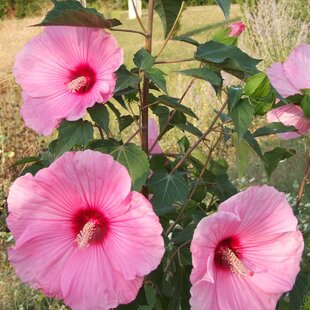 Ibištek bahenný Luna Rose ružový 30/40 cm, v črepníku Hibiscus moscheutos Luna Rose