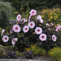 Ibištek bahenný PERFECT STORM ®, výška 30/50 cm, v črepníku 3l Hibiscus Moscheutos PERFECT STORM ®