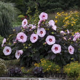 Ibištek bahenný PERFECT STORM ®, výška 30/50 cm, v črepníku 3l Hibiscus Moscheutos PERFECT STORM ®