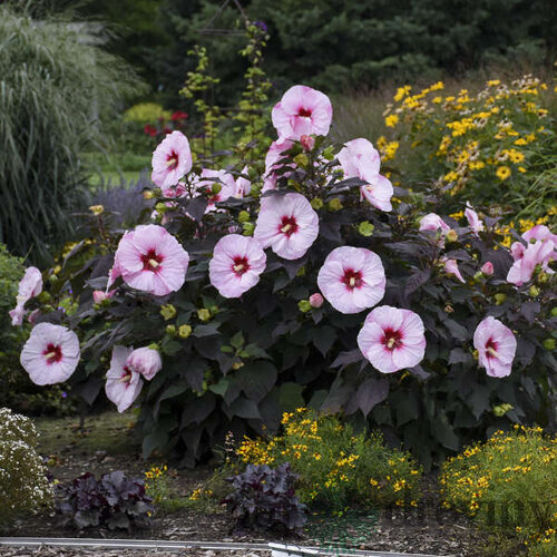 Ibištek bahenný PERFECT STORM ®, výška 30/50 cm, v črepníku 3l Hibiscus Moscheutos PERFECT STORM ®
