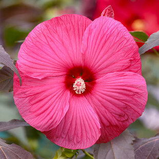 Ibištek bahenný Tansol PBR, výška 30/40  cm, v črepníku 3l Hibiscus moscheutos