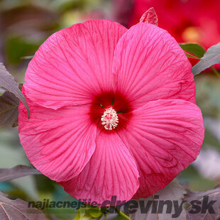 Ibištek bahenný Tansol PBR, výška 30/40  cm, v črepníku 3l Hibiscus moscheutos
