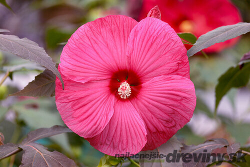 Ibištek bahenný Tansol PBR, výška 30/40  cm, v črepníku 3l Hibiscus moscheutos