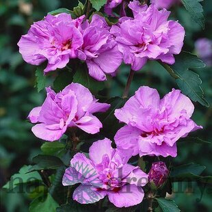 Ibištek sýrsky Ardens, v črepníku 1,5l Hibiscus syriacus Ardens