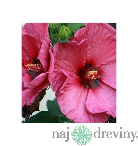 Ibištek sýrsky Duc de Brabant /ružovočervené kvety/ Hibiscus syriacus Duc de Brabant