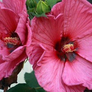 Ibištek sýrsky Duc de Brabant /ružovočervené kvety/ Hibiscus syriacus Duc de Brabant
