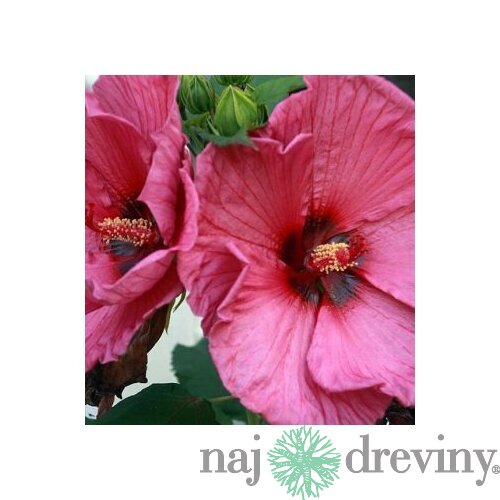 Ibištek sýrsky Duc de Brabant /ružovočervené kvety/ Hibiscus syriacus Duc de Brabant