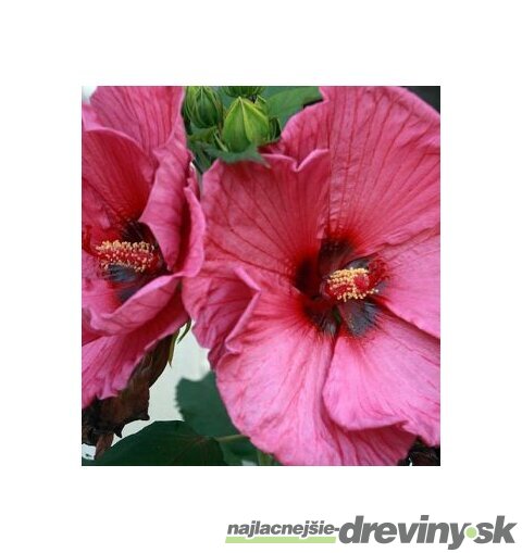 Ibištek sýrsky Duc de Brabant /ružovočervené kvety/ Hibiscus syriacus Duc de Brabant